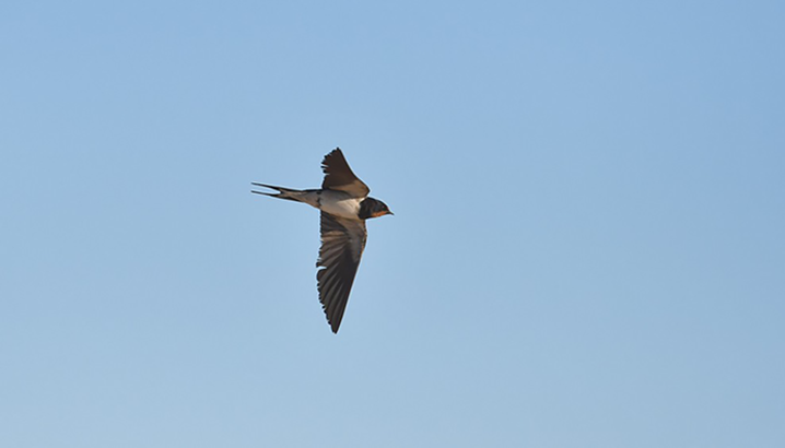Passage de migrateurs et premiers hivernants